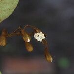 Piliostigma thonningii Λουλούδι