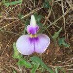Vigna frutescens Blüte