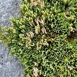 Diphasiastrum alpinum Ekosanga