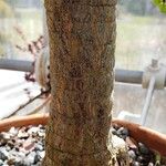 Portulacaria afra Bark