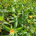 Calendula stellataBlatt