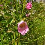Rosa rubiginosa Blomst