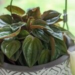 Peperomia albovittata ᱥᱟᱠᱟᱢ