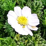 Achillea barrelieri Kvet