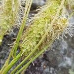 Sanguisorba canadensis Hedelmä