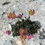 Ranunculus glacialis Blüte