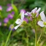 Cardamine pratensisKwiat