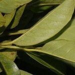 Pera arborea Fruitua