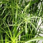 Cyperus alternifolius Облик