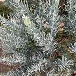 Acacia podalyriifolia Hoja