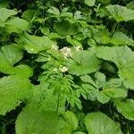 Thalictrum aquilegiifoliumBloem