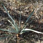 Yucca pallida Hábito