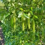 Salix pentandra ফুল