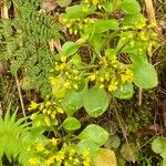 Aichryson divaricatum Hábito