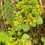 Aichryson divaricatum Habit