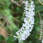 Aloysia gratissima 花