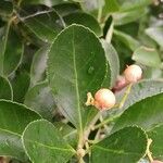 Euonymus japonicus Leaf