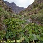 Dioscorea esculenta Habitatea