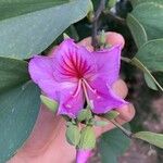 Bauhinia purpurea Flors