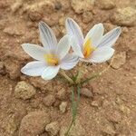 Crocus cambessedesii Характер