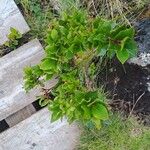Vaccinium cylindraceum Hoja