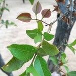 Combretum apiculatum পাতা