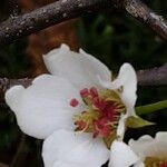 Pyrus calleryana Flower