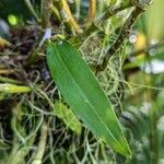 Dendrobium brymerianum Hoja