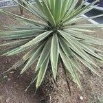 Agave vivipara 葉