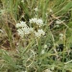 Helichrysum glumaceum Květ