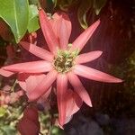 Passiflora racemosa പുഷ്പം