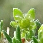 Minuartia sedoides Flower