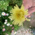 Crepis albida Flower