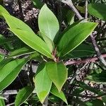 Illicium floridanum Blatt