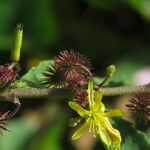 Triumfetta semitriloba Flower