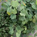 Cercis griffithii Leaf