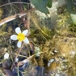 Ranunculus aquatilis Квітка