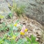 Corydalis sempervirens Floare