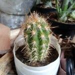 Echinocereus engelmannii樹皮