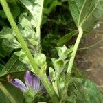 Malva multiflora Corteza
