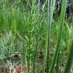 Trocdaris verticillata Blatt