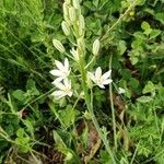 Loncomelos narbonense Flower