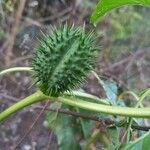 Datura stramonium Fruit