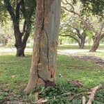 Albizia niopoides Bark