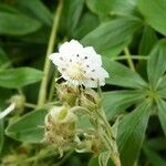 Potentilla alchimilloides Flower