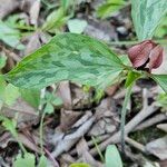 Trillium recurvatum Leaf