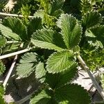 Potentilla argyrophylla Deilen