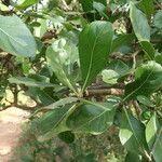 Gardenia ternifolia Leaf