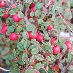 Cotoneaster microphyllus 果実