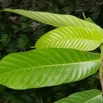 Perebea guianensis Φύλλο